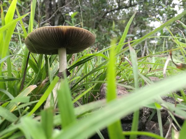 Jedi Mind Fuck Spore Print