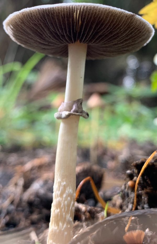 Z Strain Spore Print