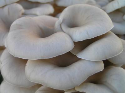 Tarragon Oyster Agar Plate